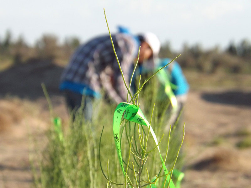 7��14�����磬��ҁ��������֌���ٛ(z��ng)�ߵľG�z��ϵ��������������ͽz�����(y��ng)�����ҫ���W���Gɫ�Ĺ�â��