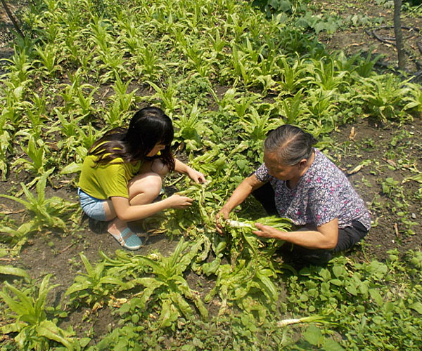 ��������æ�_�y��ժ�Ĳ˲��ϸ���ժ��Ч�ʵ�����(j��ng)�^(gu��)������Ϥ��ָ��(d��o)���ܿ��(du��)�T���M(j��n)���ˠ�B(t��i)��