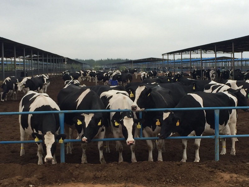 ���w��ɳĮ�ｨ�O(sh��)����ţ��(ch��ng)��