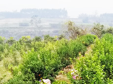 �������ܵ��l(xi��ng)�����ǰ���ӷ��s����������ؚ�F����С����ͨ�^(gu��)�������(gu��)��(y��u)���Ľ�(j��ng)��(j��)����(sh��)����׃��ؚ�F��ò������̽۴��S������ɵ��r(n��ng)��@�����S������롭