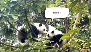 �L�L��̫�ɐ�����С��ȫ�̡���ĸЦ����